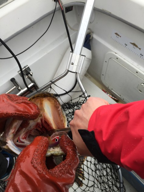 Photo 13.6.2015 11.38.20