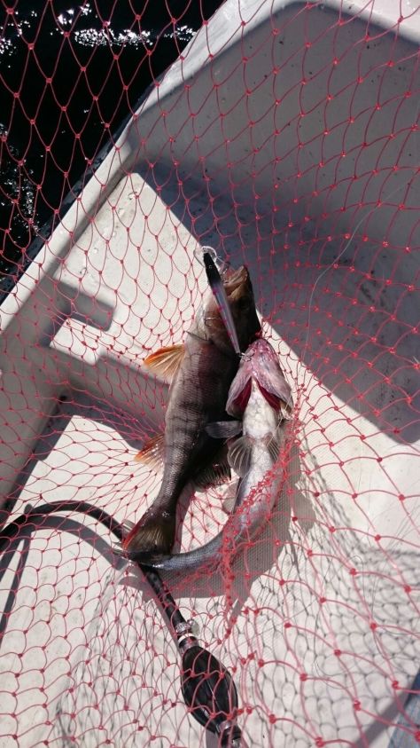 Sama vaappu maistui kuhalle ja ahvenelle