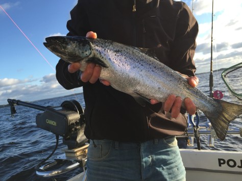 Hene ja ensimmäisen reissun 52cm