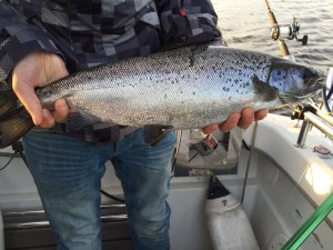 Tutuksi tulleen kokoista