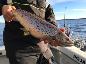 Suvaksen taimen, 4cm jäi puuttumaan
