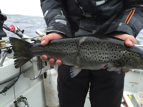 Luultavasti verkosta selvinnyt yksilö