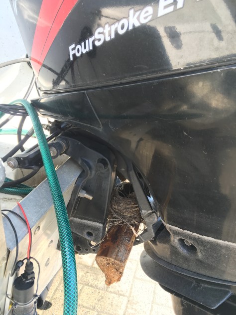 Viikon tauon aikana oli moottorin väliin ilmestynyt linnunpesä