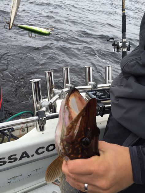 Photo 11.7.2016 22.04.29